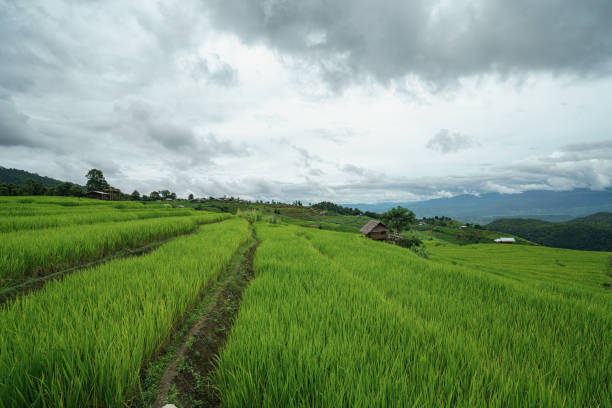istock Green Terraced Rice Field in Pa Bong Pieng. 1271289050