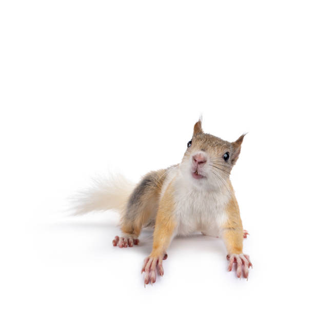 白い背景に日本のリス - curious squirrel ストックフォトと画像