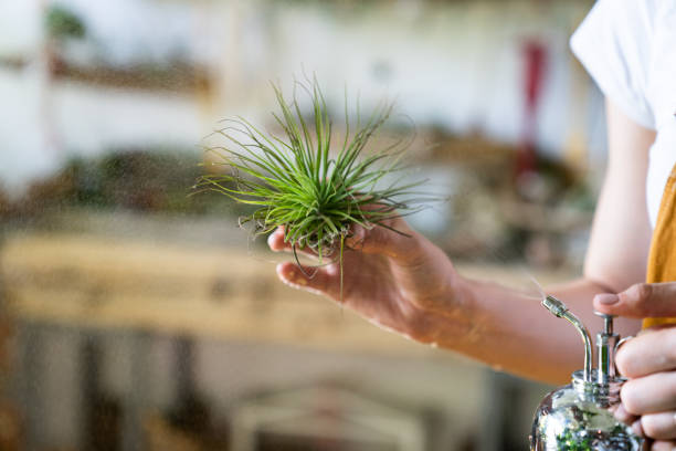 istock Close-Up Of Hand Holding Plant 1271292155
