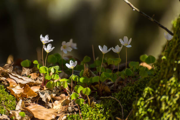 istock sour clover in the sun and forest 1271293125