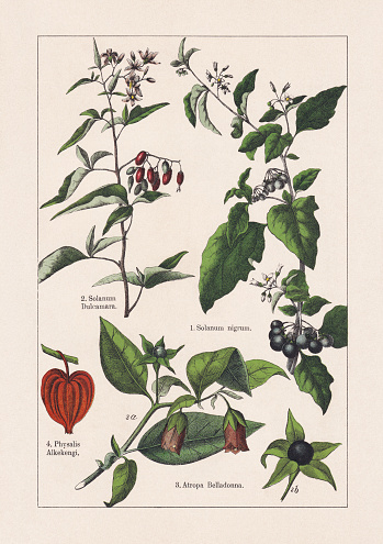 Magnoliids, Asterids: 1) Black nightshade (Solanum nigrum); 2) Bittersweet nightshade (Solanum dulcamara); 3) Deadly nightshade (Atropa belladonna), b-berry; 4) Bladder cherry (Physalis alkekengi). Chromolithograph, published in 1895.
