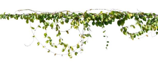 istock ivy plant hanging on electric wire isolate on white background 1271294614