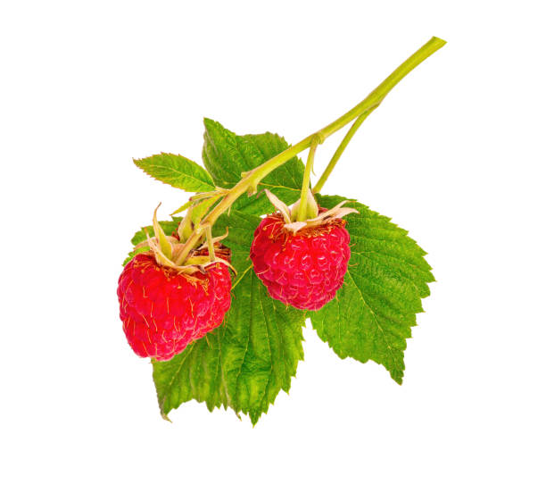 istock Sprig of red raspberries on white background 1271295409