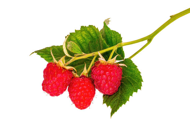 istock Sprig of red raspberries on white background 1271295410