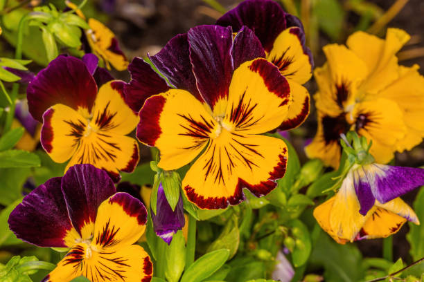 istock pansy flowers in the flowerbed 1271295425