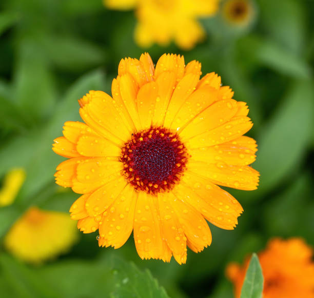 istock orange camomile flower bed 1271295455