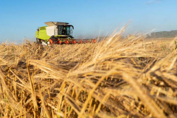 istock Combine harvester harvests ripe wheat. agriculture image 1271297160