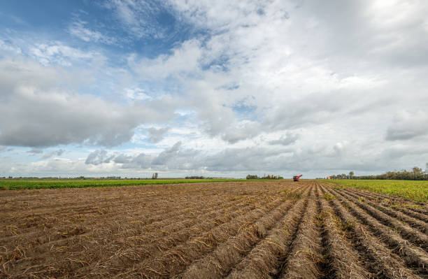 istock Dutch potato field ready for harvest 1271298602