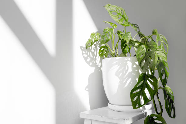 istock Beautiful plant Monstera Monkey Mask in a white pot stands on a white pedestal on a white background. Houseplant Monstera obliqua on a white background with hard shadows. 1271298607