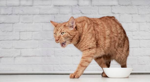 istock Funny ginger cat grimacing next to a emty food dish. Horizontal image with copy space. 1271298756