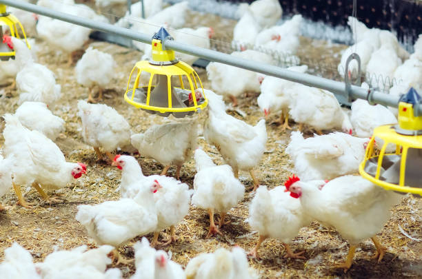istock Indoors chicken farm, chicken feeding, large egg production 1271298775