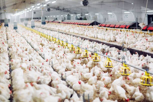 istock Indoors chicken farm, chicken feeding, large egg production 1271298781