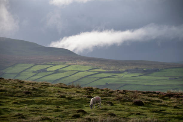 istock a single sheep in the yorkshire dales in between rain showers 1271299042