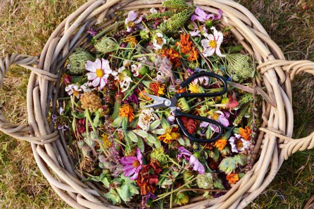 istock Woven basket of deadheaded flowers and seedcases with scissors 1271299101