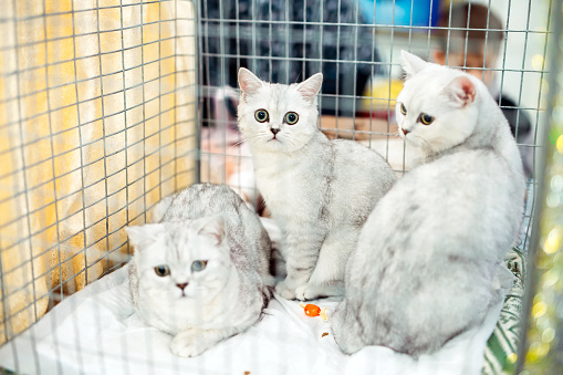 Exhibition or fair cats. Pedigreed cats in a cage
