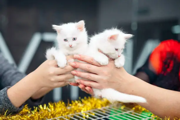 Photo of Exhibition or fair cats. Pedigreed cats in a cage.