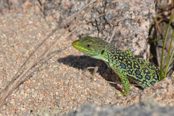 istock Ocellated lizard or jewelled lizard (Timon lepidus) 1271300159