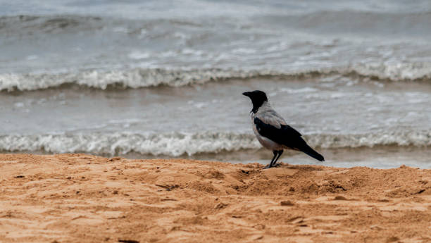 istock Grey crow walking on the sand at sea 1271300418