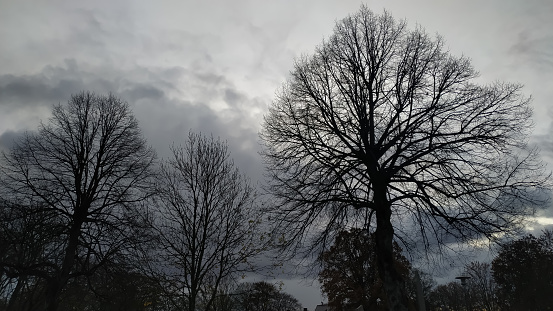 Black trees against the background of the dark sky. Cloudy autumn day in Sweden.