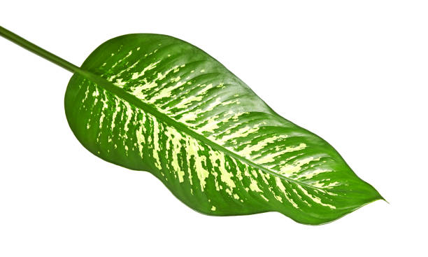 istock Dieffenbachia leaf (dumb cane), Green leaves containing white spots and flecks, Tropical foliage isolated on white background, with clipping path 1271303741