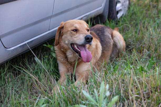 istock A shot of a brown hound dog resting 1271304076