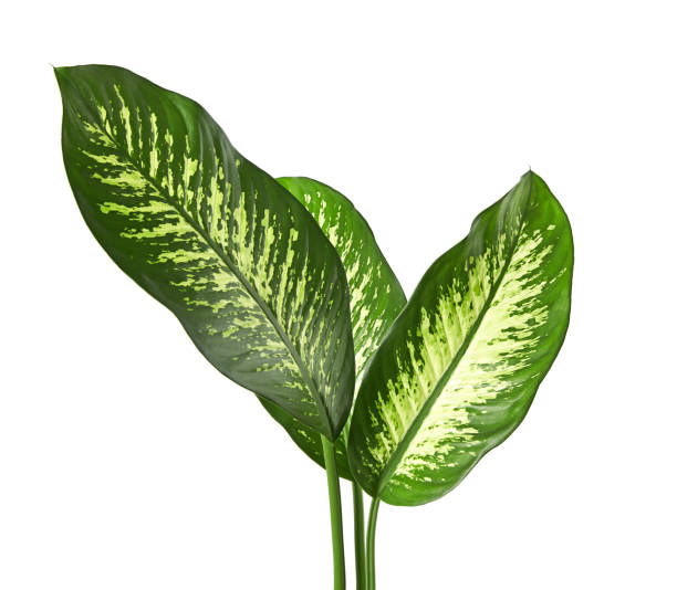istock Dieffenbachia leaf (dumb cane), Green leaves containing white spots and flecks, Tropical foliage isolated on white background, with clipping path 1271304200