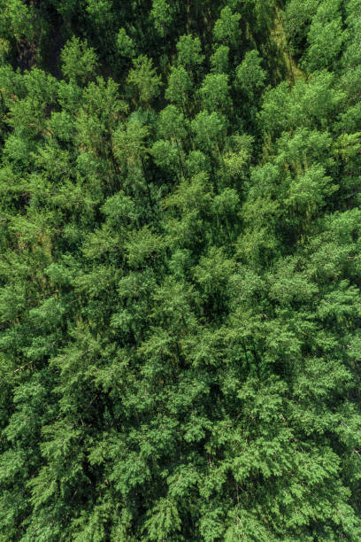 photographie de drone, vue d’angle élevé de la forêt verte d’arbre de tremble - poplar tree treetop forest tree photos et images de collection