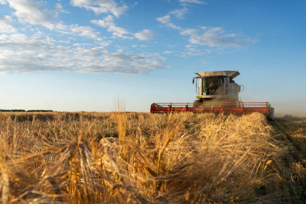 istock Combine harvester harvests ripe wheat. agriculture image 1271305822