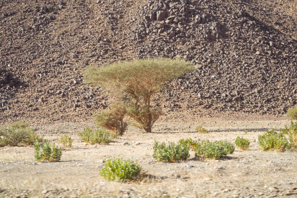 beautiful desert trees in arid desert area in northern Saudi Arabia