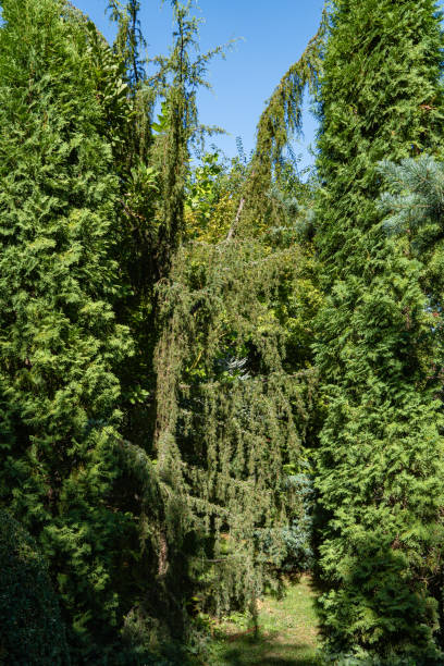 istock Juniper Juniperus communis Horstmann. Huge juniper surrounded by evergreen and deciduous plants. Close-up. Landscaped garden. Summer sunny day. Nature of North Caucasus. Park design. Natural concept. 1271307309