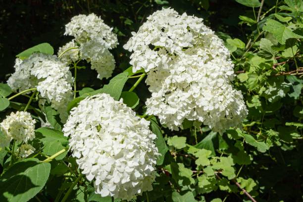 istock Flowering bush of tree hydrangea. Blurred background of greenery garden. Selective focus. Close-up. Inflorescences of white flowers on treelike hydrangea. Place for your text. 1271307355