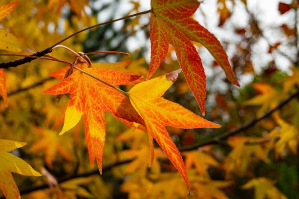 istock Liquidambar styraciflua, commonly called American sweetgum (Amber tree). Close-up. Golden leaves on tree on blurred background of autumn leaves. Selective focus. Nature concept for design.