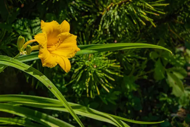 Daylily flower Hemerocallis hybrida Stella de Oro on bank of pond. Yellow petals of lily flower on blurred background of green leaves in garden. Selective focus. There is place for text.