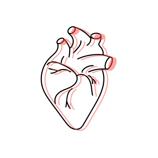 흰색 배경 벡터 일러스트를 통해 인간의 심장 디자인 - human cardiovascular system heart shape human hand healthy lifestyle stock illustrations