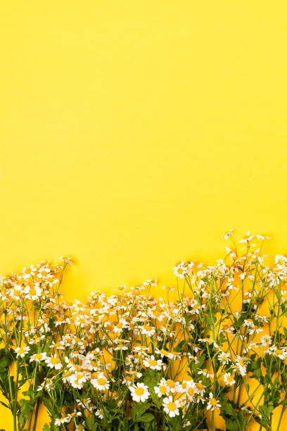 istock Chamomile or camomile flowers on yellow paper background 1271308717