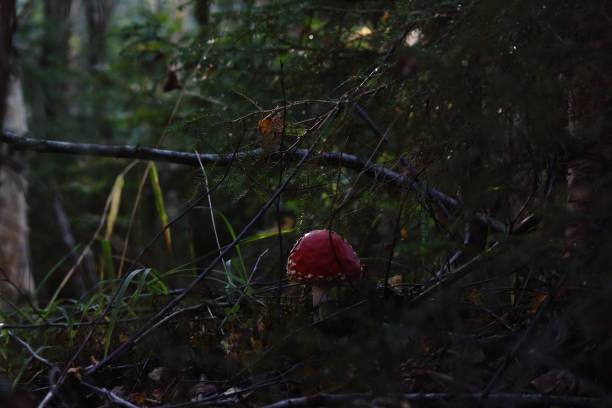 istock Amanita Muscaria 1271308809