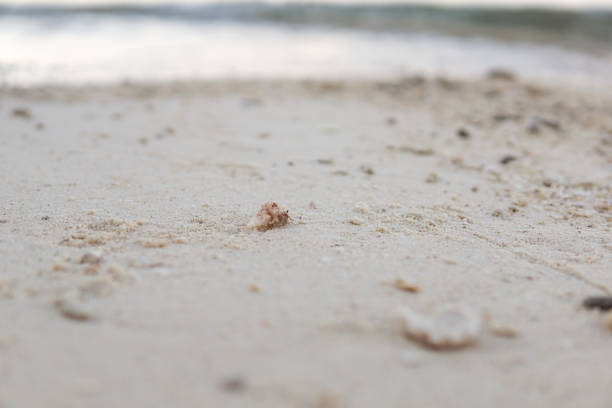 istock small hermit crab on white sand beach in the Philippines 1271309849