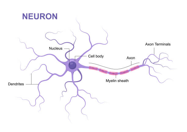 Illustration of neuron anatomy. Structure. Vector infographic (nerve cell axon and myelin sheath) Illustration of neuron anatomy. Structure. Vector infographic (nerve cell axon and myelin sheath) medulla stock illustrations