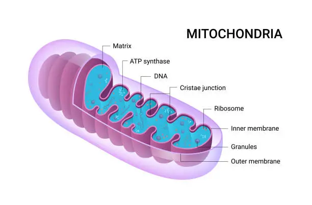 Vector illustration of Vector diagram of Mitochondria. Cross-section view. Medical infographics.