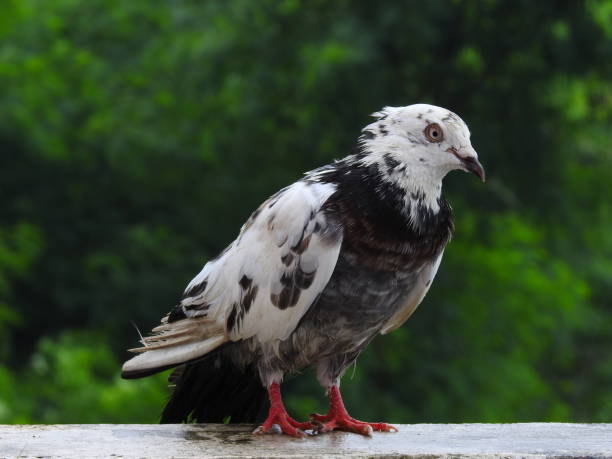 istock Wet Pigeon after rain 1271310616