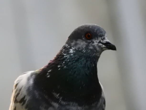 istock Pigeon Close Up Shots 1271311210