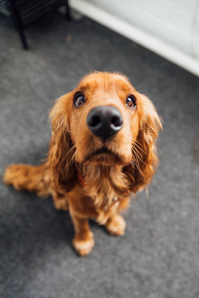 istock Can I Have A Treat Please? 1271311243