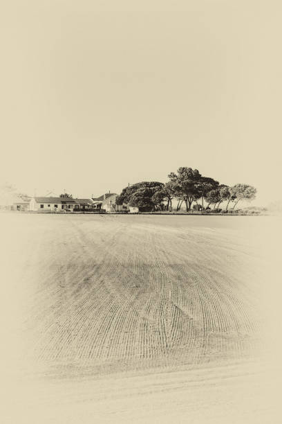 Rows of fresh young seedling in Portugal on the background of farm houses at sunrise. Black and white photo