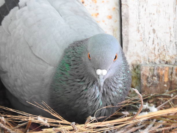 istock Pigeon Close Up Shots 1271311550