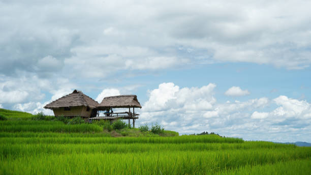 istock Green Terraced Rice Field in Pa Bong Pieng. 1271312317