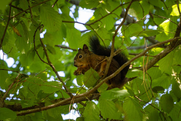 istock Red squirrel with beautiful dark tail sits on branch of hazelnut. Squirrel gnaws nuts. Blurred background of greenery garden. Selective focus. Evergreen landscaped garden.Wildlife in countryside. 1271313145