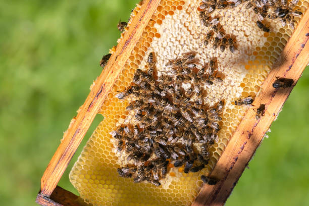 istock Beehive frame with bees on green foliage background 1271314147
