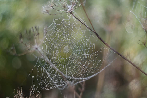 istock spider web with dew on a foggy morning close up 1271314547