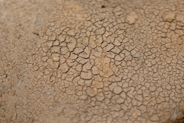 Dry mud cracked ground texture. Drought season background. Dry and cracked land, dry due to lack of rain. Effects of climate change such as desertification and droughts.