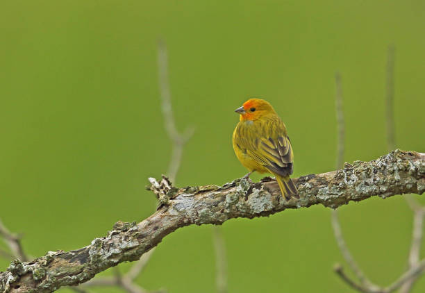 istock Saffron Finch 1271314803